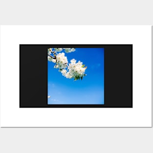 Bright White Blossom Posters and Art